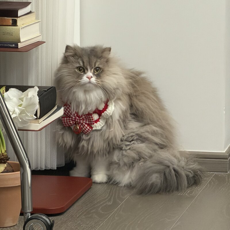 cat 1
