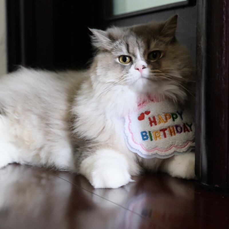 cat 2
