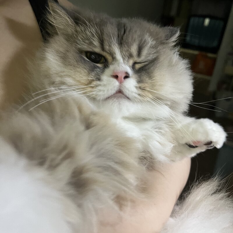 cat 3